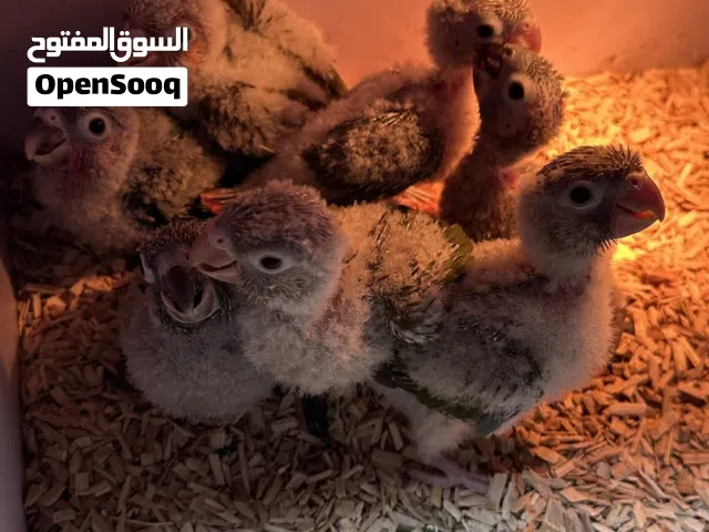 فروخ كنيور