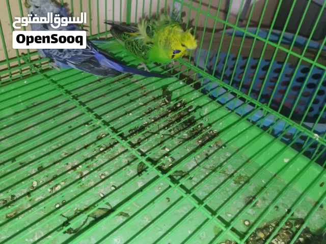 طيور الحب هاجرمو انتاج عراقي صحه جيده جدا ذبات