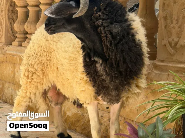 حولي عيد تبارك الله