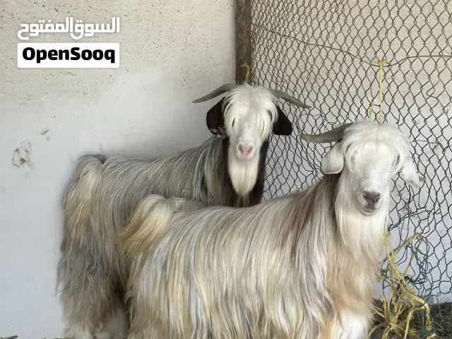 جدايا عمانية للبيع محقوصات ما شاء الله فول سمنه