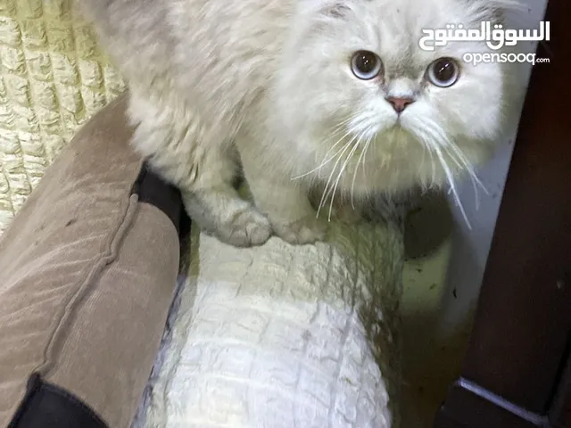 قطة انثى للبيع