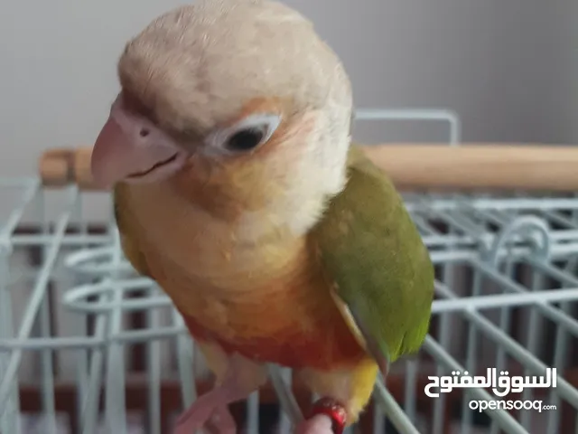 ببغاء قرين شيك