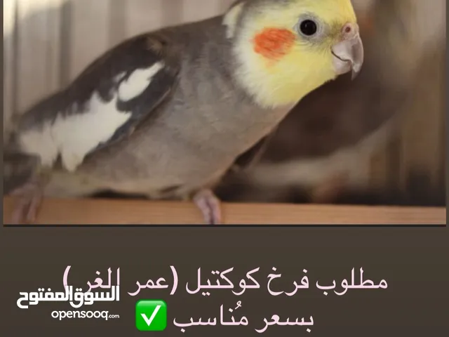 مطلووب فرخ كوكتيل !
