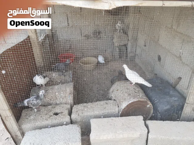 بي ام تويوتا