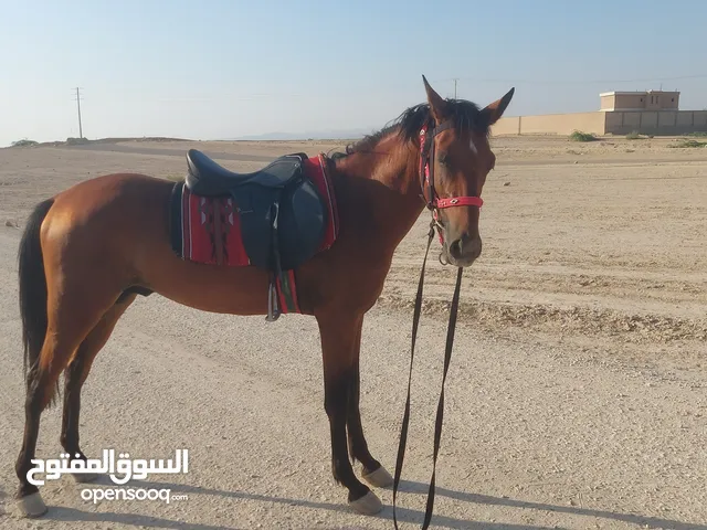 اذكرو الله وصلو ع نبي