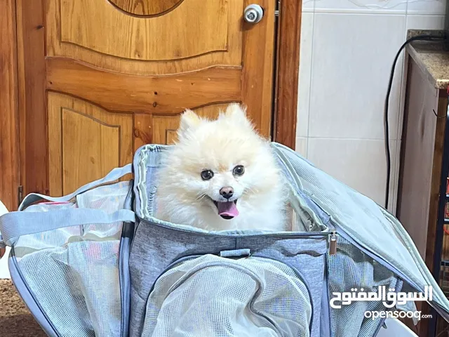 حاملة للكلاب والقطط