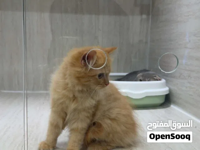 قطه شيرازي