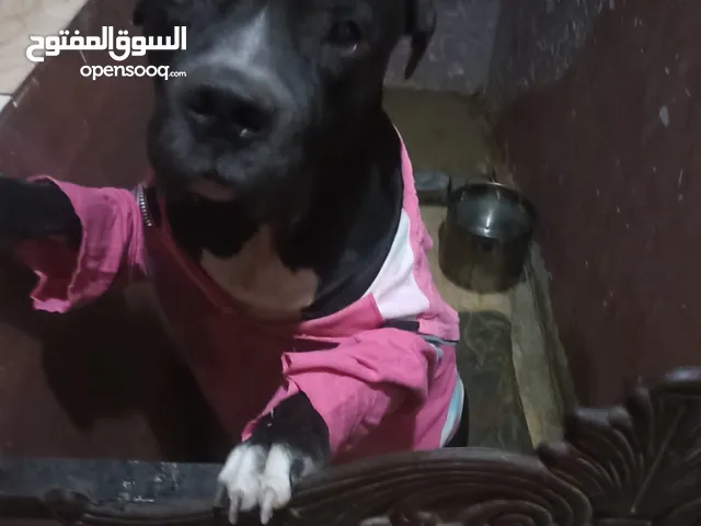 كلب بيتبول للبدل فقط اقراء الوصف