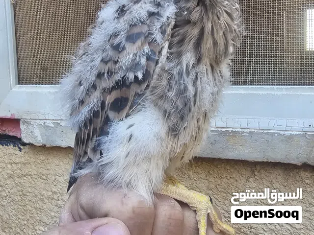 فراخ باش،ق للبيع