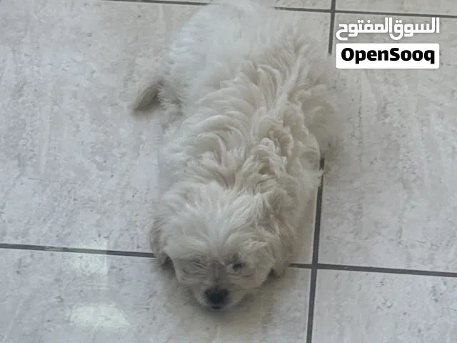 كلب بيت زينة