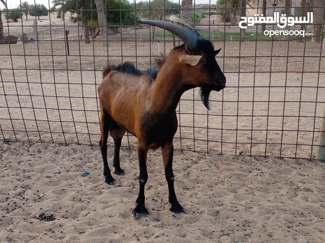 جدي فرنساوي
