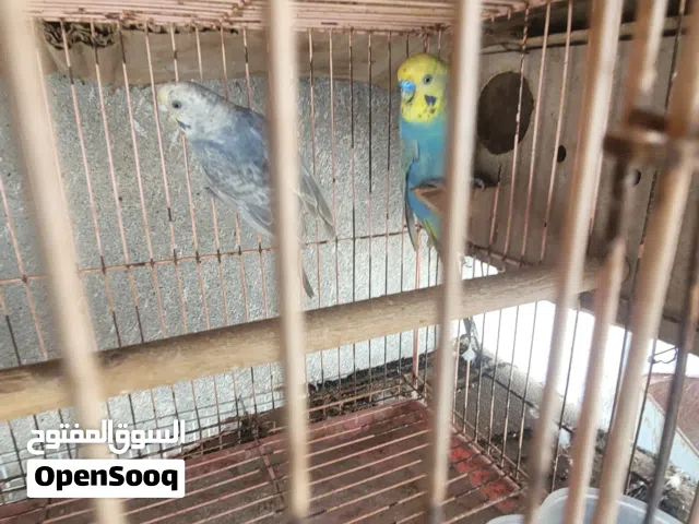 طيور كناري بادجي ريمبوا نوادر