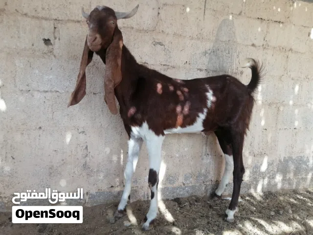 للبيع تيس باكستاني بصحه وعافيه ولله الحمد