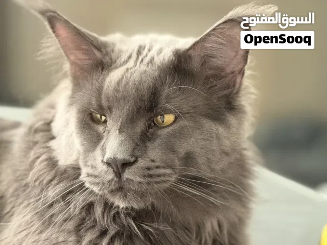 Giant Mainecoon ماين كوون بيور ذكر وحجم عملاق