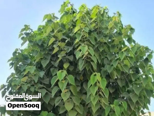 فسائل برحي للبيع