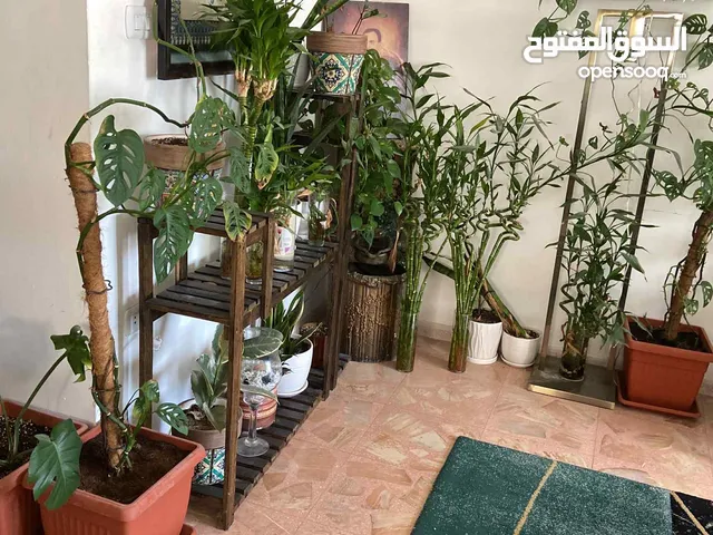 زريعة داخلي و خارجي للبيع