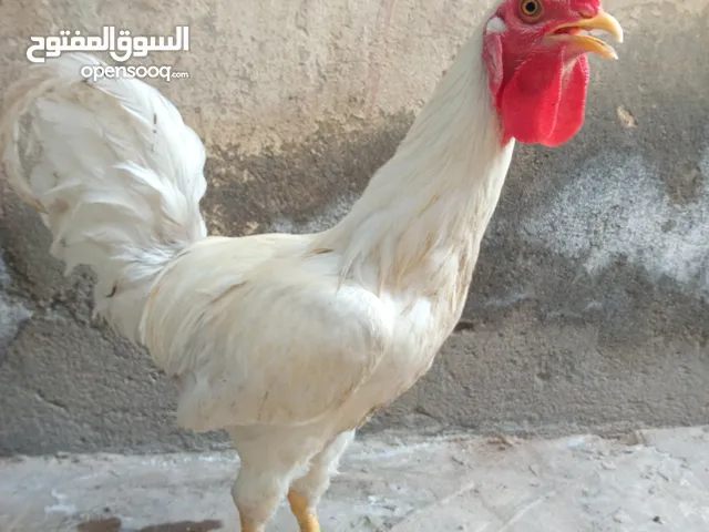 ديك عرب ضخم اقره الوصف قبل المراسله
