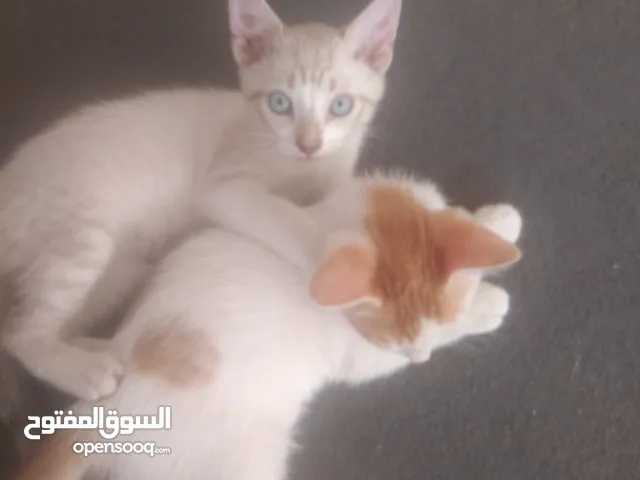 عرض لمن يحب القطط