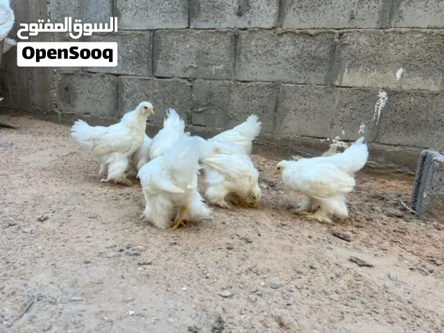 كتكوت عمره شهر ونص