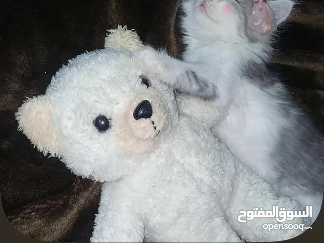 قط ذكر شانشيلا