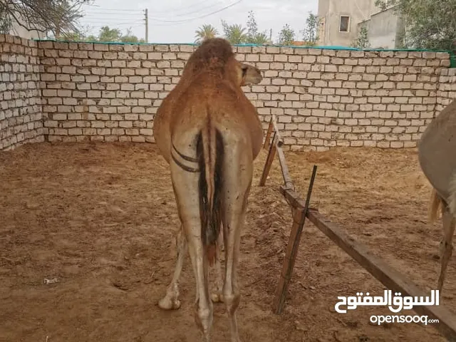 بسم الله ماشاء الله أضاحي ربي يبارك توكلت علي الله قعدان أضاحي ..يعلفو قريب 3شهور السن.....( تنايا