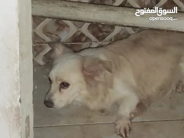 كلب لولو نتاية