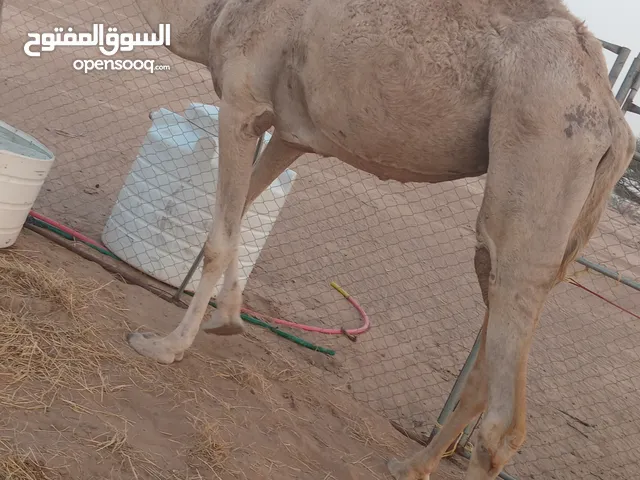 اللبيع ناقه سمين موجر