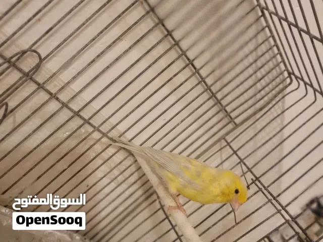 اغات ساتيني