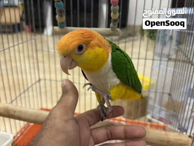 وايت بيلي كايك