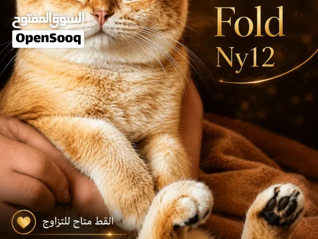 سكوتش فولد ny12 للتزاوج
