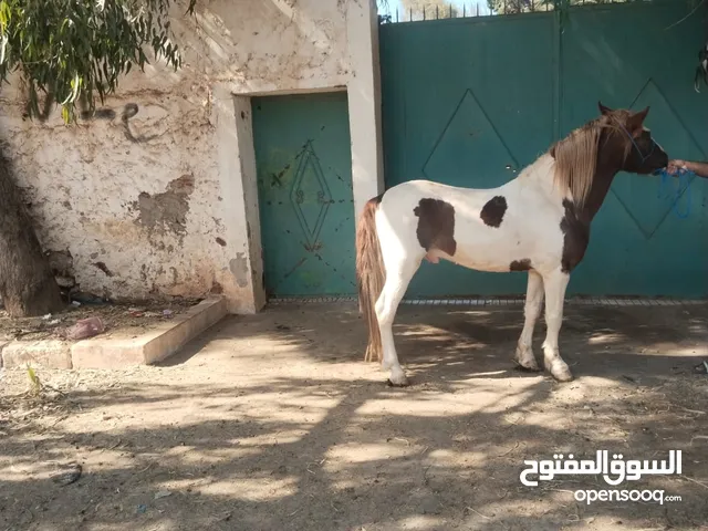دوبل بوني مليح سن عندو 5 سنوات بي دون أوراق لي بغاه مرحبا