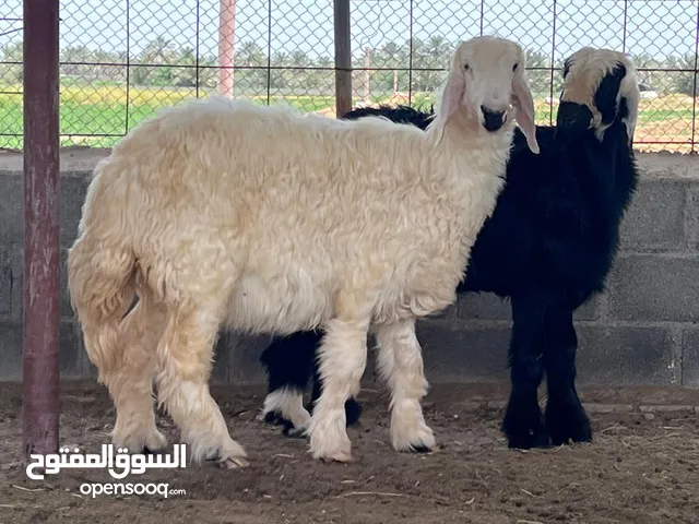 كبش وحمله نجديات ما شاء الله تبارك الرحمن سمان فول
