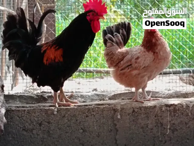 دجاج الفيومي الكويتي