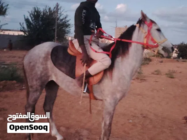 فلو للبيع ثلاثه ارباع بالشيك المصدق