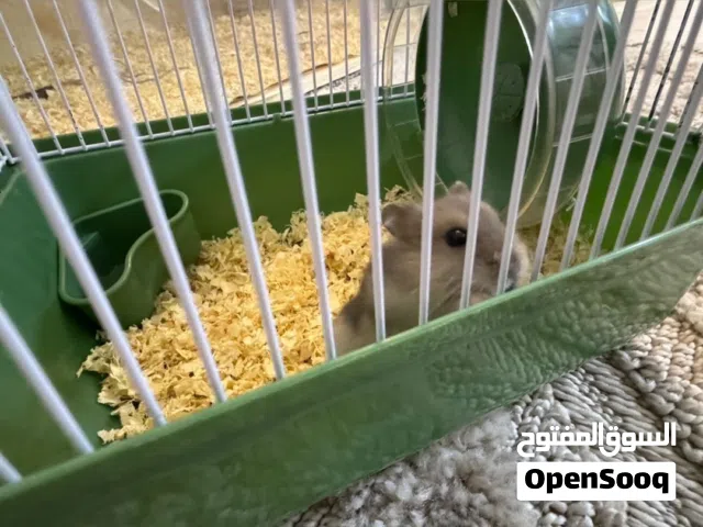 هامستر روسي لون رصاصي للبيع