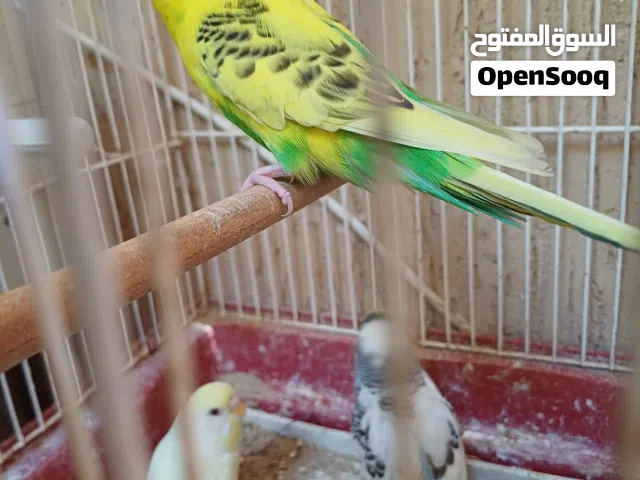 ذكر او زوز نتايات بقلينوا ب120نتايه بروحها 50د