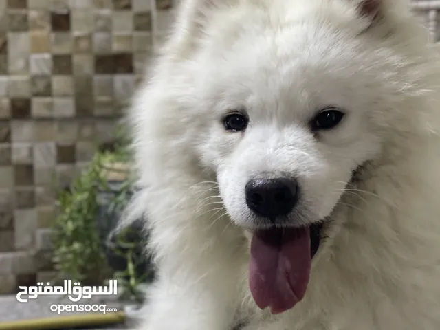 كلب سامويد هايسكي للبيع السعر 650 الف المكان بغداد كلب لعوب ونشط ونضيف ومتدرب