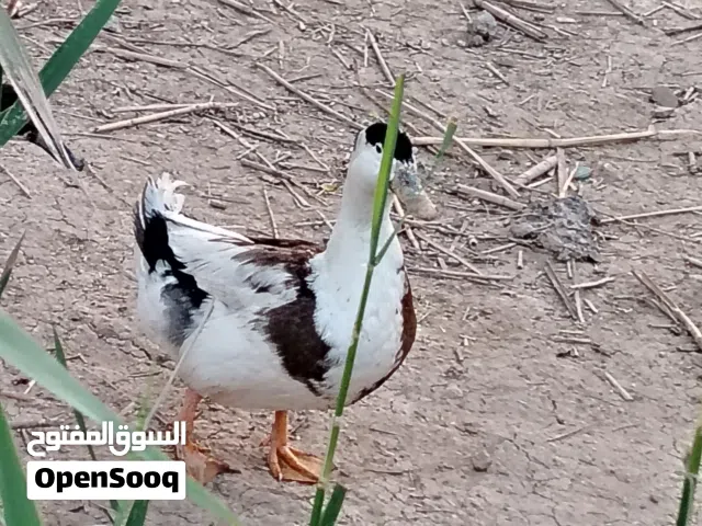 سلام عليكم بش خضيري