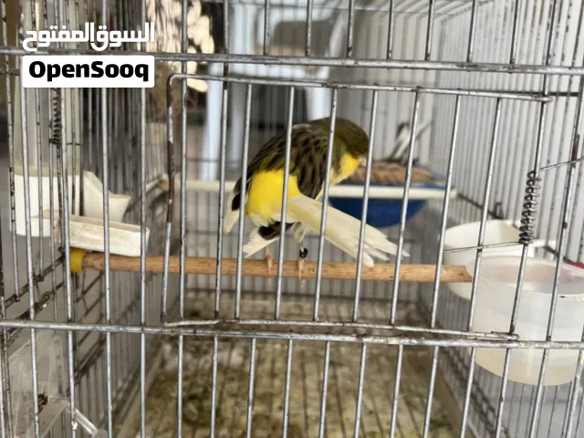 كوب يا رب يبارك جاهزة