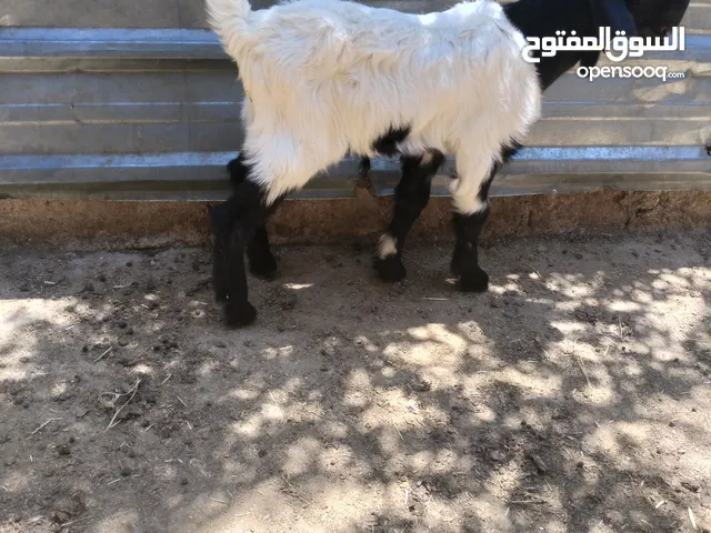 جدي شامي عمر شهرين عز المقنوة