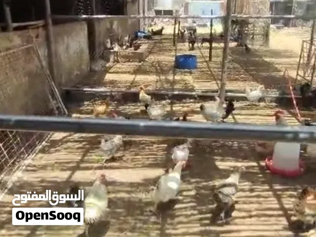 مشروع دواجن عمانيه بياضه وعدد اثنين فقاسه