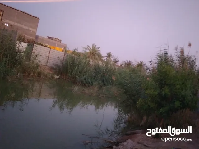 Farm Land for Sale in Basra Karmat Ali