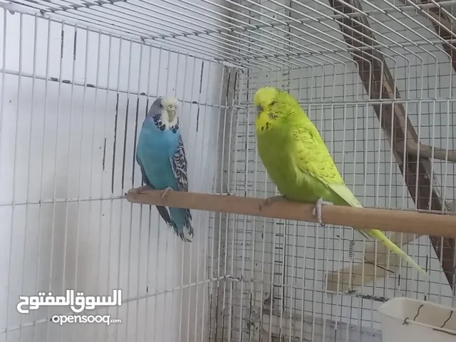 جوزين هولندي جوز شغال وجوز عجهوز +27 كوخ تفصيل يصلح للبادجي والكوكتيل+اقفاص صناعه مصريه وزن 4 كيلو