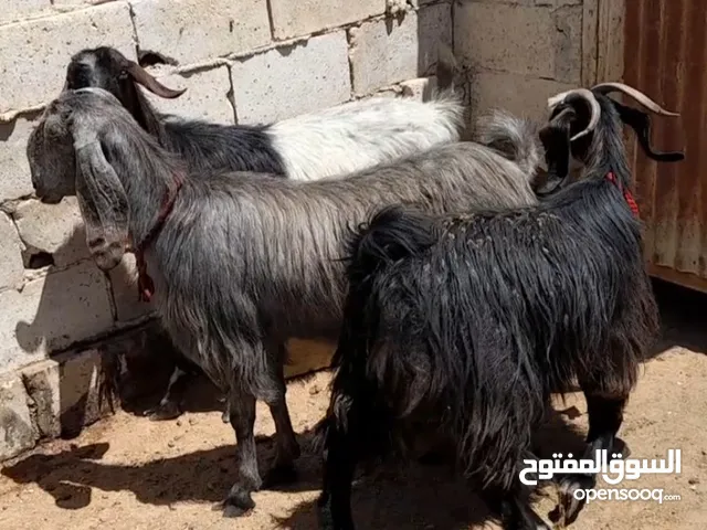 عقائق ذبائح نذر بلدي لحم و سن نظيف للبيع