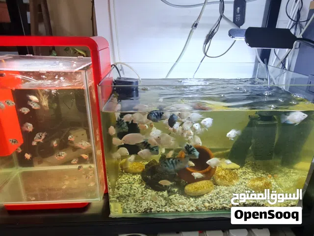 Aquarium fishes and Aquarium