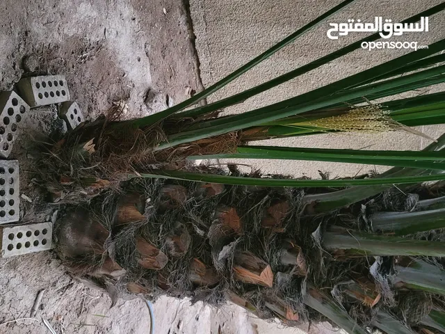 فسائل نخيل برحي اصلي وليس نسيجي للبيع