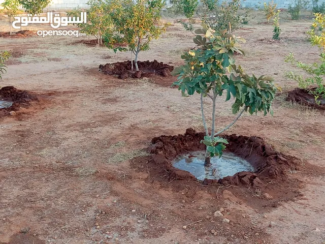 استراحة للبيع الطلحية شارع الكرتون