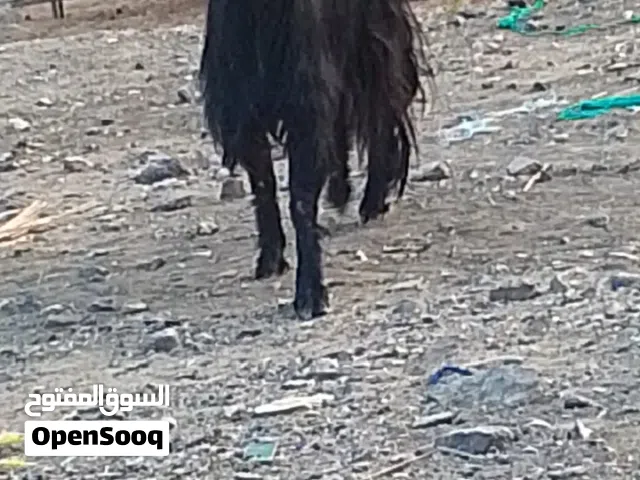 تيس من حلال بني سعيد اسود كامل مد و شور راهي فحل حار و صخلة حمراء كامل فل سمنه ماشاء الله تبارك الله