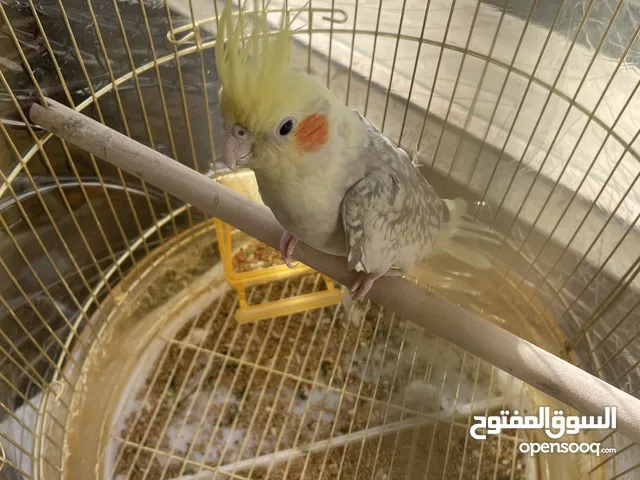 (ببغاء كوكتيل بنوع نورمال قراي )