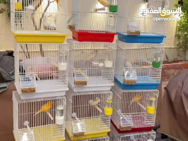 طيور كناري سوري تربية بيت اعمار صغيرة صحة جيدة صوت جميل